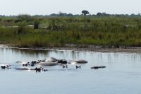 Flusspferde im Kwando &ndash; &copy; Frank Nimschowski (Eberhardt TRAVEL)