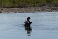 Flusspferd im Kwando &ndash; &copy; Frank Nimschowski (Eberhardt TRAVEL)