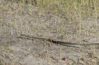 Schwarze Mamba &ndash; &copy; Frank Nimschowski (Eberhardt TRAVEL)