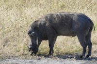 Warzenschwein &ndash; &copy; Frank Nimschowski (Eberhardt TRAVEL)