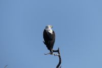 Schreiseeadler &ndash; &copy; Frank Nimschowski (Eberhardt TRAVEL)