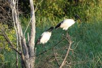 Heiliger Ibis &ndash; &copy; Frank Nimschowski (Eberhardt TRAVEL)