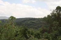 Schirm-Akazien &ndash; &copy; Isabel Braksiek (Eberhardt TRAVEL)