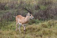 Springbock &ndash; &copy; Isabel Braksiek (Eberhardt TRAVEL)