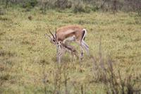 Springbock-Familie &ndash; &copy; Isabel Braksiek (Eberhardt TRAVEL)