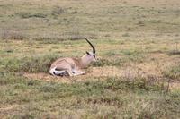 Springbock im Ngorongoro Crater &ndash; &copy; Isabel Braksiek (Eberhardt TRAVEL)
