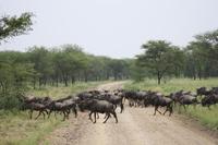 Gnu-Wanderung in der Serengeti &ndash; &copy; Isabel Braksiek (Eberhardt TRAVEL)
