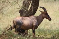 Topi/Leierantilopen in der Serengeti &ndash; &copy; Isabel Braksiek (Eberhardt TRAVEL)