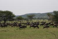 Gnu-Wanderung &ndash; &copy; Isabel Braksiek (Eberhardt TRAVEL)