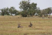 In der Serengeti &ndash; &copy; Isabel Braksiek (Eberhardt TRAVEL)
