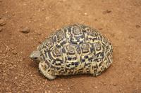 Pantherschildkröte &ndash; &copy; Isabel Braksiek (Eberhardt TRAVEL)