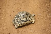 Pantherschildkröte &ndash; &copy; Isabel Braksiek (Eberhardt TRAVEL)