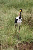 Sattelstorch &ndash; &copy; Isabel Braksiek (Eberhardt TRAVEL)