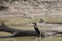 Nil-Krokodile &ndash; &copy; Isabel Braksiek (Eberhardt TRAVEL)