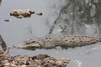 Nil-Krokodile &ndash; &copy; Isabel Braksiek (Eberhardt TRAVEL)