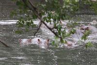 Hippos &ndash; &copy; Isabel Braksiek (Eberhardt TRAVEL)
