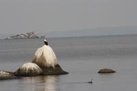 Seeadler &ndash; &copy; Isabel Braksiek (Eberhardt TRAVEL)