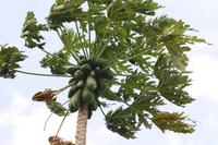 Papayas &ndash; &copy; Isabel Braksiek (Eberhardt TRAVEL)