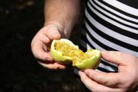 Passionsfrucht &ndash; &copy; Isabel Braksiek (Eberhardt TRAVEL)