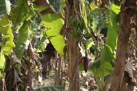 Bananen &ndash; &copy; Isabel Braksiek (Eberhardt TRAVEL)