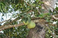Pomelo &ndash; &copy; Isabel Braksiek (Eberhardt TRAVEL)