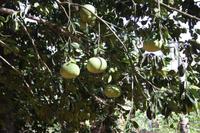 Pomelo &ndash; &copy; Isabel Braksiek (Eberhardt TRAVEL)