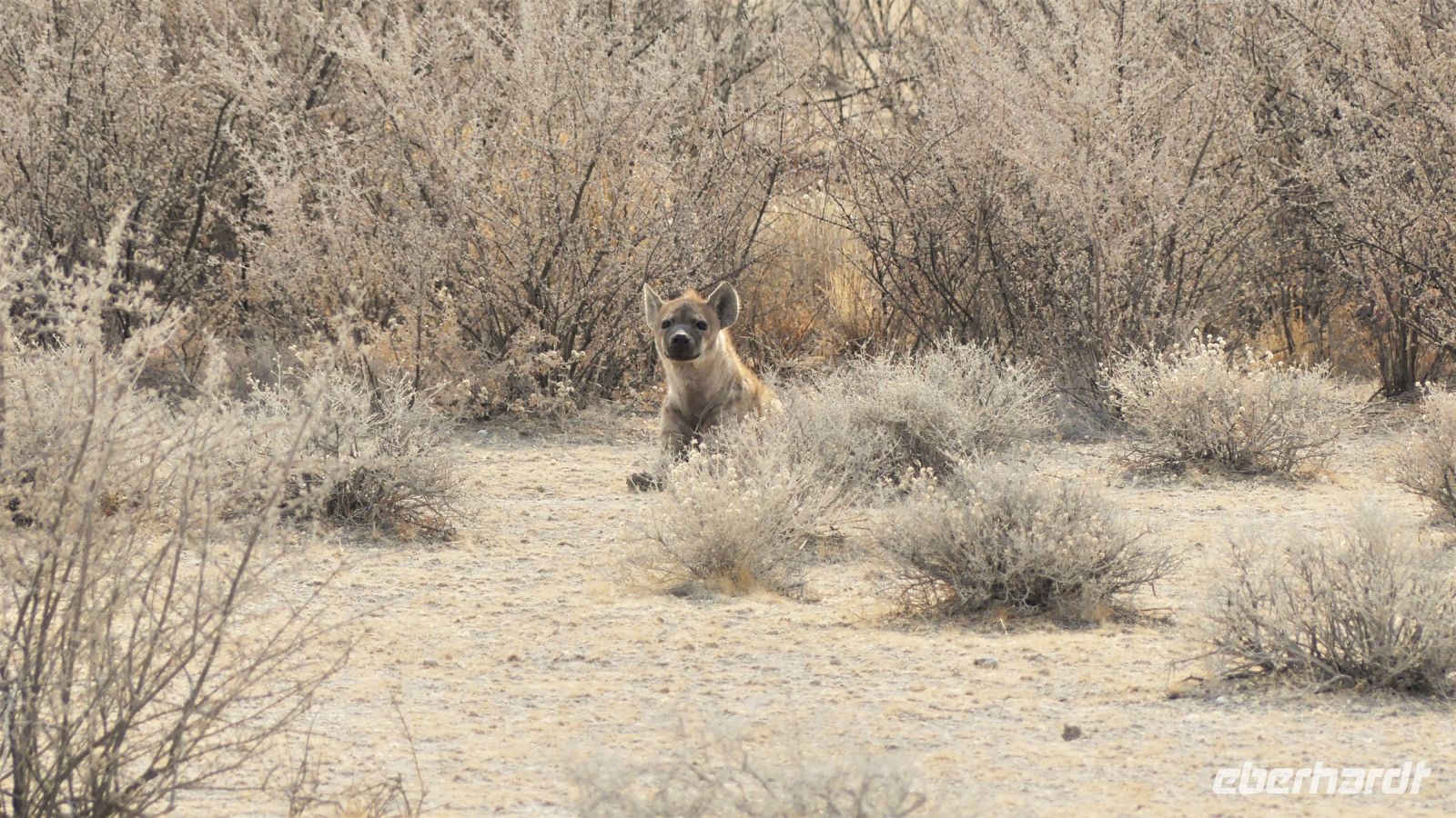 Namibia - Etosha Nationalpark - Tüpfelhyäne &ndash; &copy; Annett Müller (Eberhardt TRAVEL)