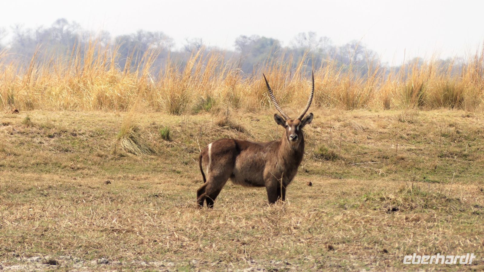 Namibia - Erlebnisse am Okavango - Wasserbock &ndash; &copy; Annett Müller (Eberhardt TRAVEL)