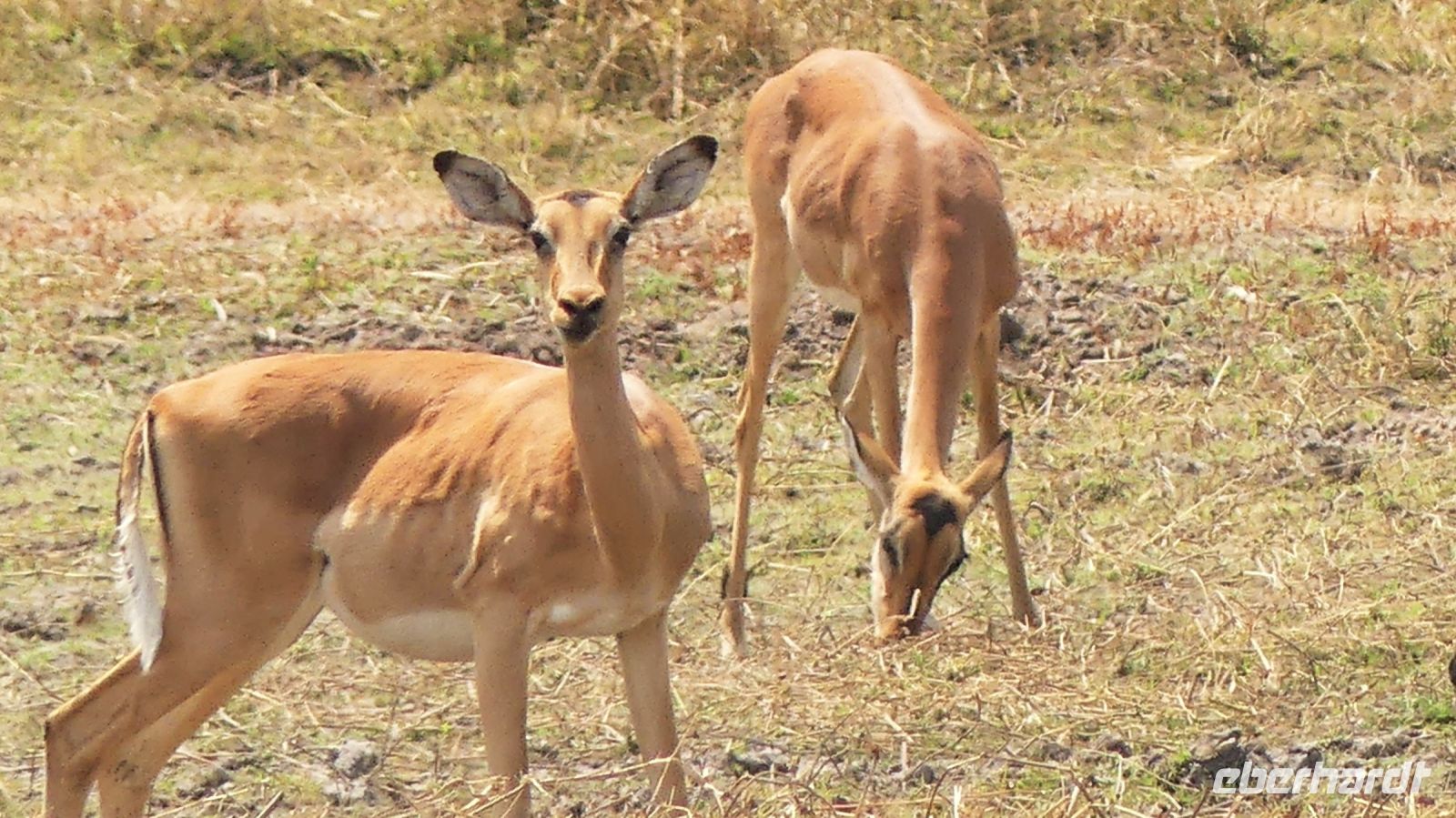 Namibia - Erlebnisse am Okavango - Impalas &ndash; &copy; Annett Müller (Eberhardt TRAVEL)