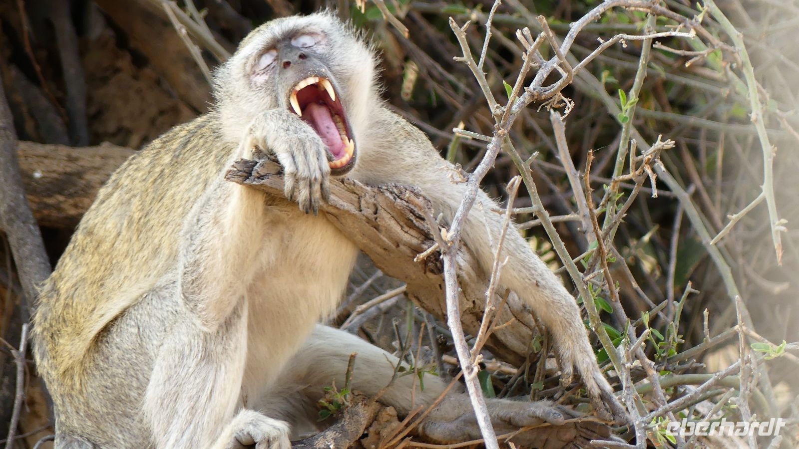 Namibia - Erlebnisse am Okavango - Velvet Monkey (Meerkatze) &ndash; &copy; Annett Müller (Eberhardt TRAVEL)