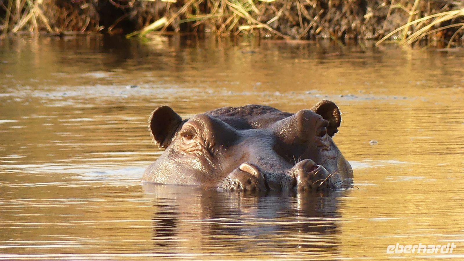 Namibia - Bootsfahrt auf dem Kwando - Beobachter &ndash; &copy; Annett Müller (Eberhardt TRAVEL)