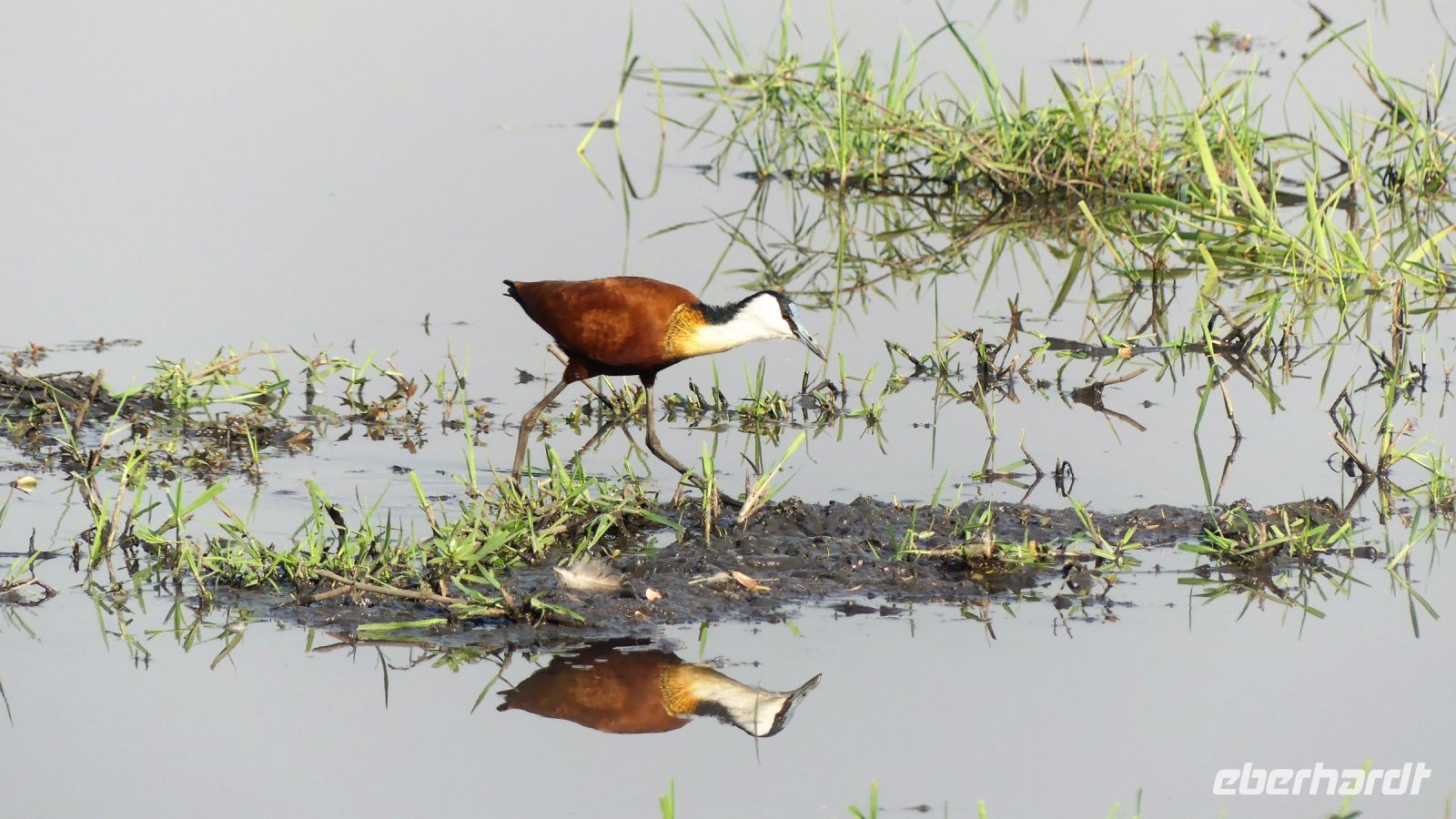 Botswana - Pirschfahrt im Chobe Nationalpark - Jacana &ndash; &copy; Annett Müller (Eberhardt TRAVEL)