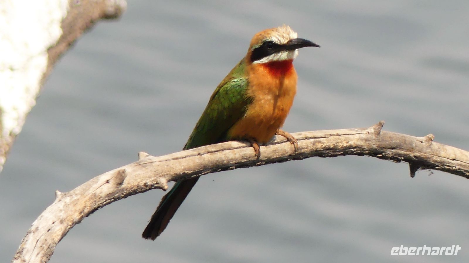 Botswana - am Chobe entdeckt - Bienenfresser &ndash; &copy; Annett Müller (Eberhardt TRAVEL)