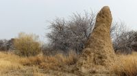 Namibia - Termitenhügel &ndash; &copy; Annett Müller (Eberhardt TRAVEL)