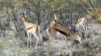 Namibia - Etosha Nationalpark - Springböcke beim Dinner &ndash; &copy; Annett Müller (Eberhardt TRAVEL)