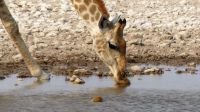 Namibia - Etosha Nationalpark - Giraffe &ndash; &copy; Annett Müller (Eberhardt TRAVEL)