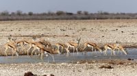 Namibia - Etosha Nationalpark - Springböcke &ndash; &copy; Annett Müller (Eberhardt TRAVEL)