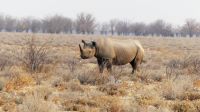 Namibia - Etosha Nationalpark - Spitzmaulnashorn &ndash; &copy; Annett Müller (Eberhardt TRAVEL)