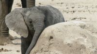 Namibia - Etosha Nationalpark - Erlebnisse am Wasserloch Sonderkop &ndash; &copy; Annett Müller (Eberhardt TRAVEL)