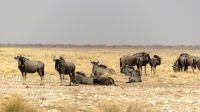 Namibia - Etosha Nationalpark - Gnu &ndash; &copy; Annett Müller (Eberhardt TRAVEL)