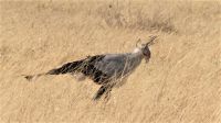 Namibia - Etosha Nationalpark - Sekretär &ndash; &copy; Annett Müller (Eberhardt TRAVEL)