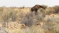 Namibia - Etosha Nationalpark  &ndash; &copy; Annett Müller (Eberhardt TRAVEL)