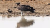 Namibia - Etosha Nationalpark - Kampfadler &ndash; &copy; Annett Müller (Eberhardt TRAVEL)