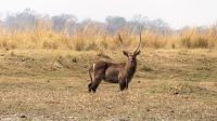 Namibia - Erlebnisse am Okavango - Wasserbock &ndash; &copy; Annett Müller (Eberhardt TRAVEL)