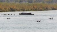 Namibia - Erlebnisse am Okavango