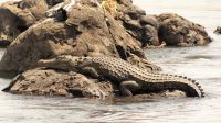 Namibia - Erlebnisse am Okavango - Krokodil &ndash; &copy; Annett Müller (Eberhardt TRAVEL)