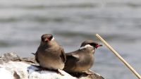 Namibia - Erlebnisse am Okavango - Seeschwalbe &ndash; &copy; Annett Müller (Eberhardt TRAVEL)