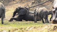Namibia - Erlebnisse am Okavango &ndash; &copy; Annett Müller (Eberhardt TRAVEL)