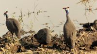 Namibia - Erlebnisse am Okavango - Perlhuhn &ndash; &copy; Annett Müller (Eberhardt TRAVEL)
