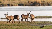 Namibia - Erlebnisse am Okavango - Wasserböcke &ndash; &copy; Annett Müller (Eberhardt TRAVEL)
